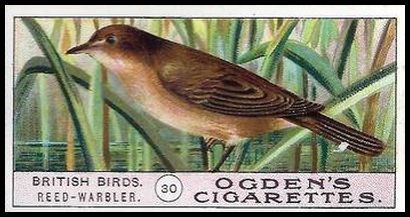 30 Reed Warbler